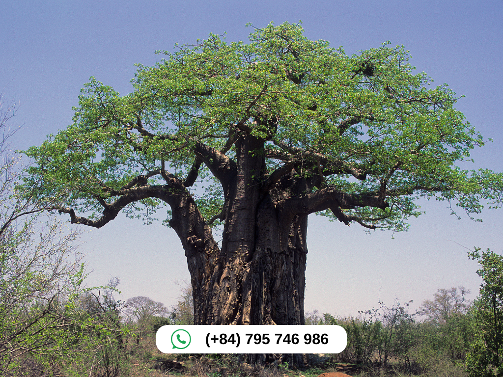 Baobab Tree in Africa 