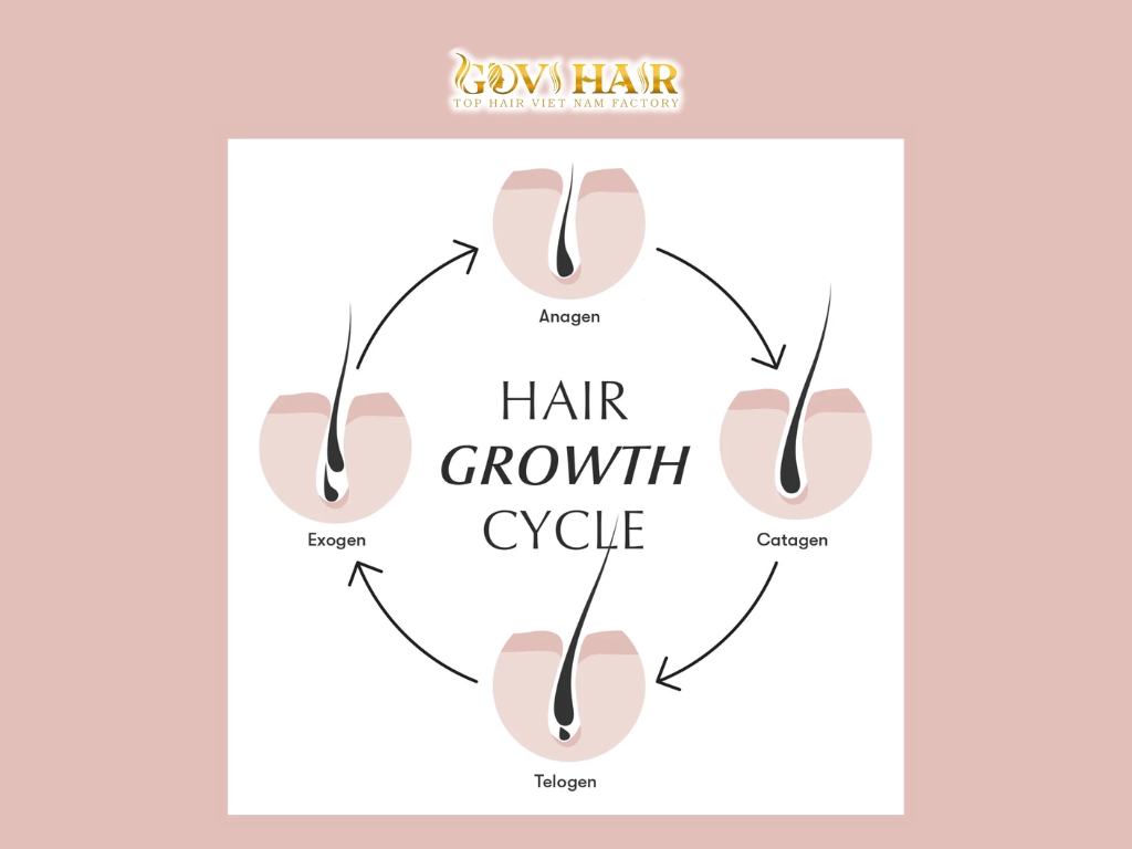 Human hair growth follows a natural cycle