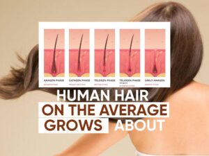 human hair on the average grows about