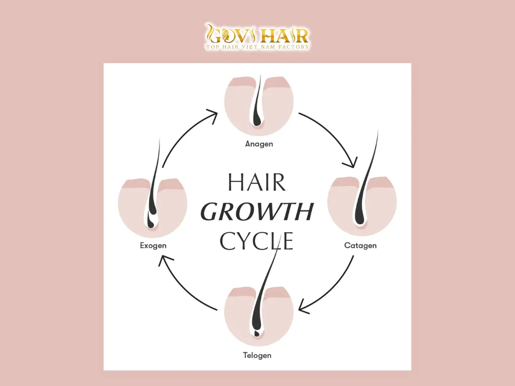 How Much Human Hair on the Average Grows About? Completed Facts 1 Human hair growth follows a natural cycle