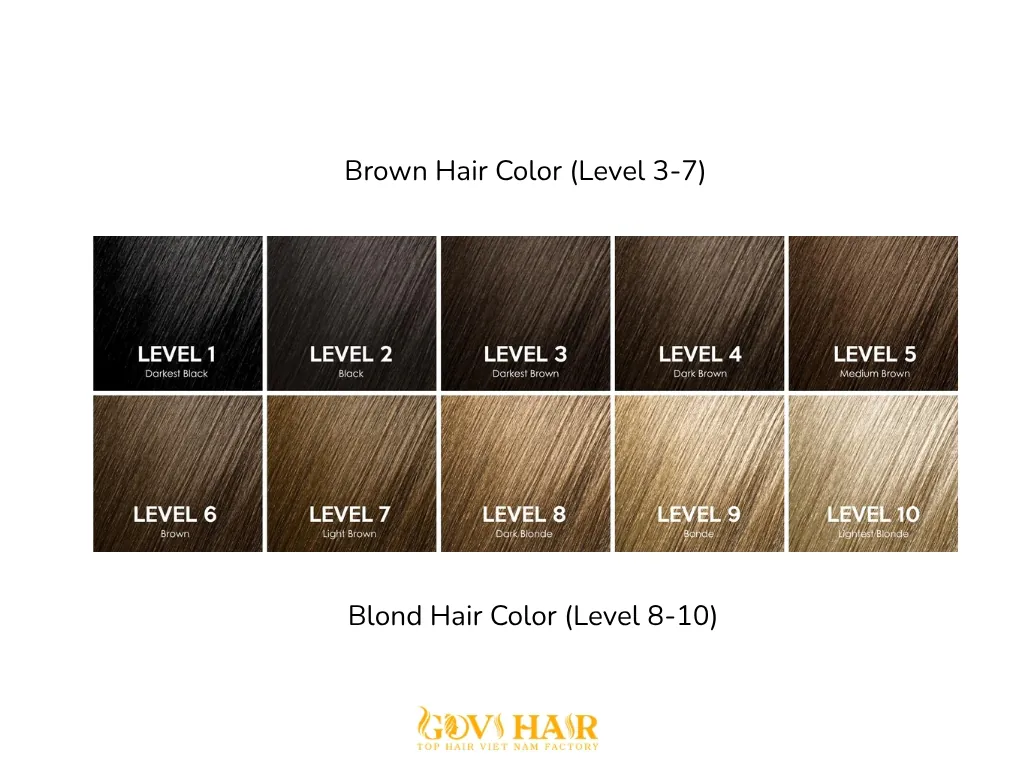 Brown vs. Blond hair color levels comparison on chart.